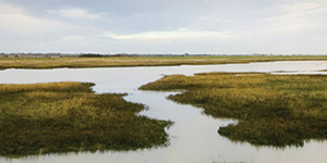 Wetlands