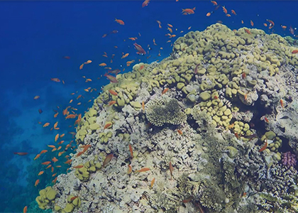 Brightly colored corals with fish swimming